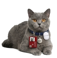 Petstag dijital kimlik kartı ve paket içeriği görünümü