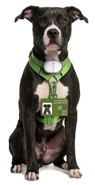 Petstag GPS takip cihazı ve tasma kullanım görseli